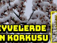 MEYVELERDE DON KORKUSU