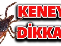 DİKKAT!.. KENE SEZONU BAŞLADI