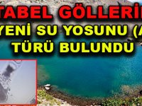 ARTABEL GÖLLERİNDE 41 YENİ SU YOSUNU (ALG) TÜRÜ BULUNDU