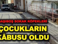 BAŞIBOŞ SOKAK KÖPEKLERİ  ÇOCUKLARIN KÂBUSU OLDU