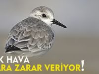 SOĞUK HAVA KUŞLARA ZARAR VERİYOR