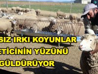 FRANSIZ IRKI KOYUNLAR ÜRETİCİNİN YÜZÜNÜ GÜLDÜRÜYOR