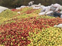 GÜMÜŞSU’DAN GÜMÜŞHANE’YE ELMA TEŞEKKÜRÜ