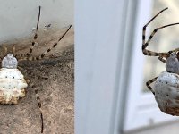 GÜMÜŞHANE’DE DÜNYANIN EN ZEHİRLİ ÖRÜMCEKLERİ ARASINDA GÖSTERİLEN BİR ÖRÜMCEK TÜRÜ GÖRÜLDÜ