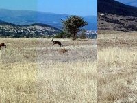 ŞİRAN’DA KARACA KAMERALARA TAKILDI