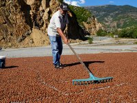 ÜRETİCİLER FINDIKLARI KURUTMAK İÇİN GÜMÜŞHANE’Yİ MESKEN TUTTU