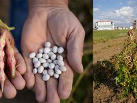 LEZZETİYLE ÜNLÜ KELKİT ŞEKER FASULYESİNDE HASAT DEVAM EDİYOR