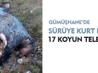 GÜMÜŞHANE'DE SÜRÜYE KURT DALDI:17 KOYUN TELEF OLDU