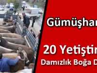 Gümüşhane’de 20 Yetiştiriciye Damızlık Boğa Dağıtıldı